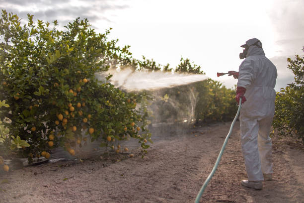 Reliable Weaverville, NC Pest Control Solutions
